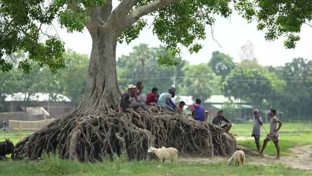 View of people sitting on the roots of a banyan tree Bangladesh.
