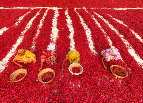 Bogura Bangladesh 13 March 2018 View of four women in colorful saris sorting red chili peppers spread out to dry in a field under bright sunlight. Bogura Bangladesh 13 March 2018 View of four women in colorful saris sorting red chili peppers spread out to dry in a field under bright sunlight.