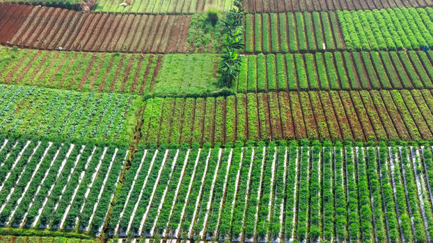 Aerial view of vibrant green vegetable plantations and patterned agricultural fields with neat rows of crops in Sukabumi West Java Indonesia. Aerial view of vibrant green vegetable plantations and patterned agricultural fields with neat rows of crops in Sukabumi West Java Indonesia.