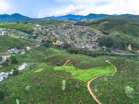 Aerial view of lush green tea plantations with winding dirt paths and the town of Nuwara Eliya nestled in the rolling hills of the Central Province Sri Lanka. Aerial view of lush green tea plantations with winding dirt paths and the town of Nuwara Eliya nestled in the rolling hills of the Central Province Sri Lanka.