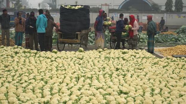 View of a busy cauliflower wholesale market with workers Bangladesh. View of a busy cauliflower wholesale market with workers Bangladesh.