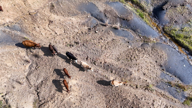 Aerial view of cattle walking across dry textured terrain with a small stream OR Tambo District Municipality Eastern Cape South Africa. Aerial view of cattle walking across dry textured terrain with a small stream OR Tambo District Municipality Eastern Cape South Africa.