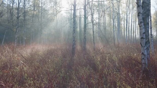 View of misty birch forest at Gunnebo kulturreservat Sweden.