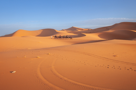 View of a caravan of camels with riders traversing the vast orange sand dunes of the Sahara desert under a clear blue sky in Morocco.