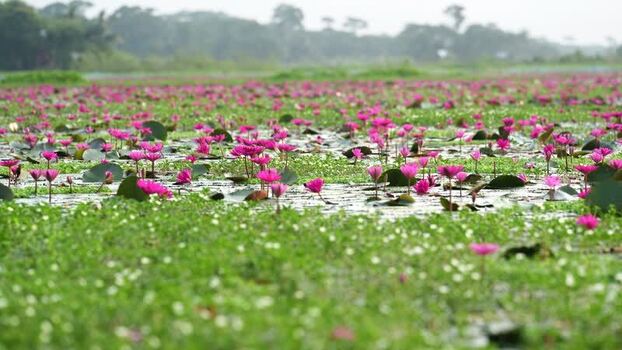 View of blooming pink water lilies in a wetland Bangladesh. View of blooming pink water lilies in a wetland Bangladesh.
