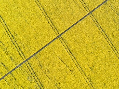 Aerial view of vibrant yellow rapeseed fields with geometric tractor tracks under bright daylight Nuffield Oxfordshire United Kingdom. Aerial view of vibrant yellow rapeseed fields with geometric tractor tracks under bright daylight Nuffield Oxfordshire United Kingdom.