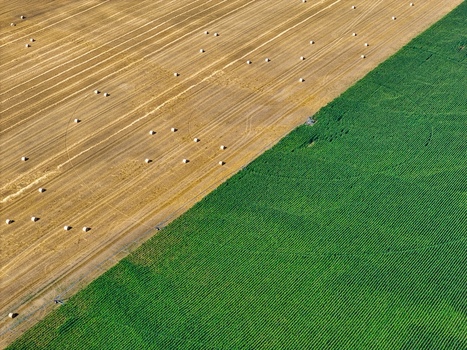Aerial view of agricultural fields showing a contrast between harvested golden wheat with hay bales and a vibrant green crop in Hombourg Grand Est France. Aerial view of agricultural fields showing a contrast between harvested golden wheat with hay bales and a vibrant green crop in Hombourg Grand Est France.