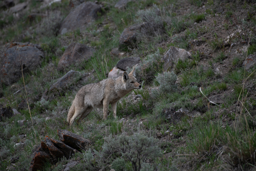 View of a coyote standing on a rocky grassy hillside in Yellowstone National Park Wyoming United States. View of a coyote standing on a rocky grassy hillside in Yellowstone National Park Wyoming United States.