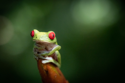 View of a red eyed tree frog perched on a plant stem with a blurred green background in Puerto Jimenez Puntarenas Province Costa Rica.