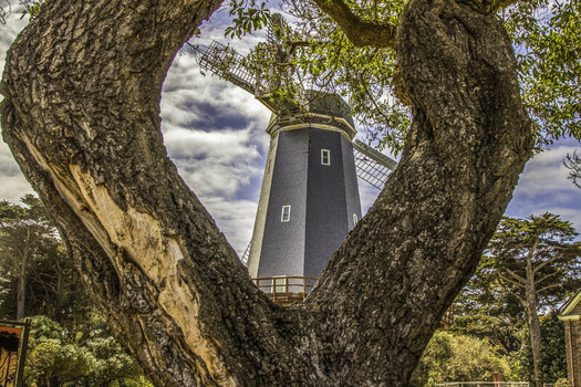 View of the historic windmill framed by the textured bark of a large tree under a blue sky with clouds in Santa Barbara California United States.