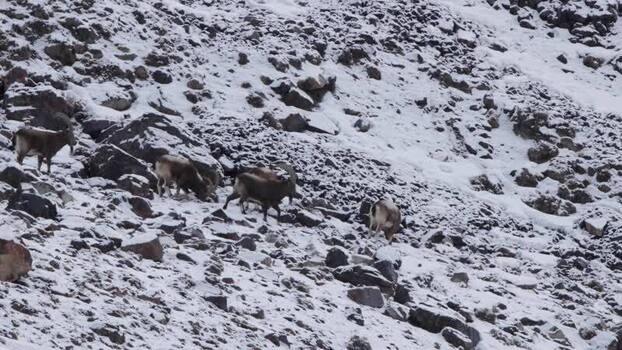 View of wild goats in Khunjerab National Park Pakistan. View of wild goats in Khunjerab National Park Pakistan.
