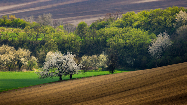 View of rolling agricultural fields with blooming white fruit trees and green bushes under soft light in Sardice South Moravian Region Czechia. View of rolling agricultural fields with blooming white fruit trees and green bushes under soft light in Sardice South Moravian Region Czechia.
