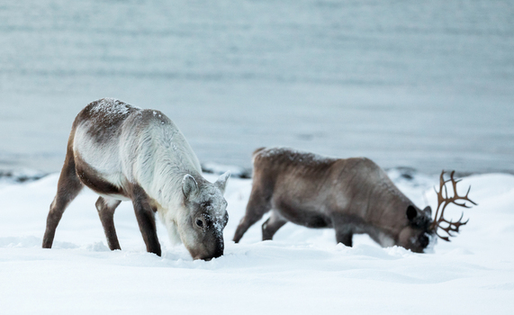 View of two reindeer grazing in deep snow on a winter day near the shore of a fjord in Tromso Troms Norway. View of two reindeer grazing in deep snow on a winter day near the shore of a fjord in Tromso Troms Norway.