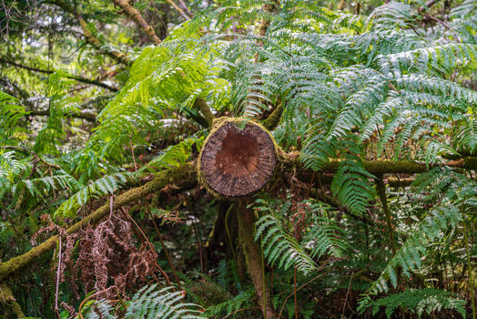 View of a cut tree trunk surrounded by lush green ferns in the woodland of Deer Park Looe Cornwall United Kingdom. View of a cut tree trunk surrounded by lush green ferns in the woodland of Deer Park Looe Cornwall United Kingdom.