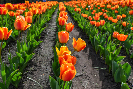View of vibrant orange tulips blooming in neat rows at Peninsula San Pedro under bright sunlight in San Carlos de Bariloche Rio Negro Province Argentina. View of vibrant orange tulips blooming in neat rows at Peninsula San Pedro under bright sunlight in San Carlos de Bariloche Rio Negro Province Argentina.