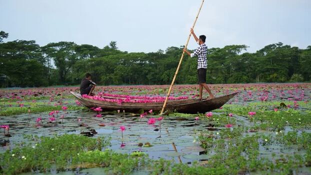 View of fishermen in a boat on a water lily pond in Bangladesh. View of fishermen in a boat on a water lily pond in Bangladesh.