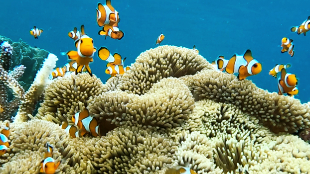 View of clownfish swimming among vibrant sea anemones in a coral reef in Karimunjawa Central Java Indonesia.