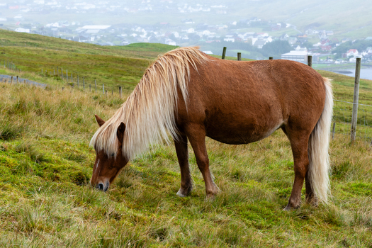 View of a brown horse with a blonde mane grazing on a grassy hillside in the Faroe Islands. View of a brown horse with a blonde mane grazing on a grassy hillside in the Faroe Islands.
