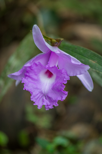 View of a delicate purple orchid flower with a white and magenta center surrounded by lush green foliage in Costa Rica.
