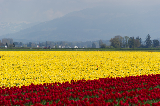 View of vibrant rows of yellow and red tulips stretching across a field under a soft sky with distant mountains in La Conner Washington United States.