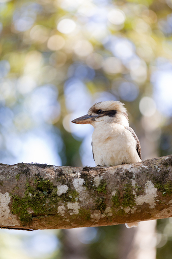 View of a laughing kookaburra perched on a mossy tree branch in Maiala D Aguilar National Park Mount Glorious Brisbane Queensland Australia. View of a laughing kookaburra perched on a mossy tree branch in Maiala D Aguilar National Park Mount Glorious Brisbane Queensland Australia.