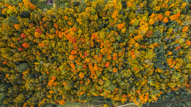 Aerial view of a dense forest in Sigulda featuring vibrant autumn foliage with shades of orange yellow and green leaves in Sigulda Sigulda Municipality Latvia. Aerial view of a dense forest in Sigulda featuring vibrant autumn foliage with shades of orange yellow and green leaves in Sigulda Sigulda Municipality Latvia.