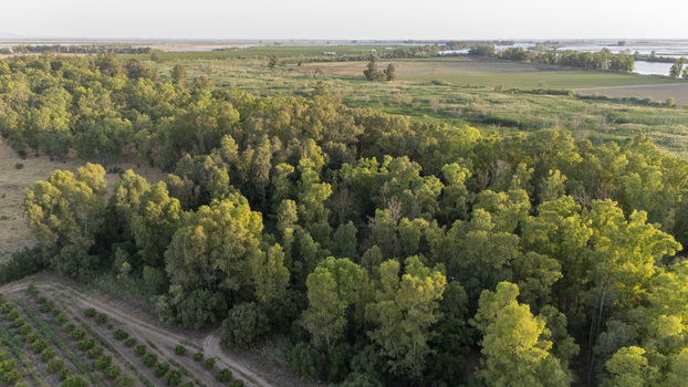 Aerial view of dense green trees and agricultural fields in the rural landscape of Coria del Rio Andalusia Spain. Aerial view of dense green trees and agricultural fields in the rural landscape of Coria del Rio Andalusia Spain.