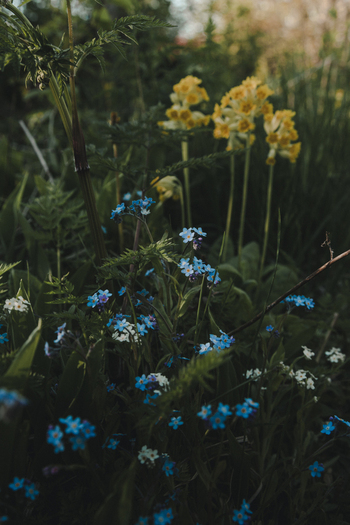 View of yellow cowslips and blue forget me nots blooming in a meadow on Vormsi island Laane County Estonia.