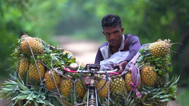 View of a man transporting pineapples on a bicycle Bangladesh. View of a man transporting pineapples on a bicycle Bangladesh.