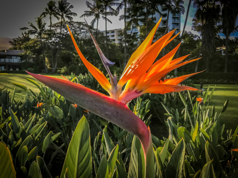 View of a vibrant orange and yellow Bird of Paradise flower blooming in a lush tropical garden with palm trees and a resort building in the background in Maui County Hawaii United States.