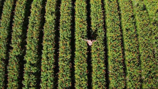 Aerial view of a person lying in a marigold field in Bali Indonesia.