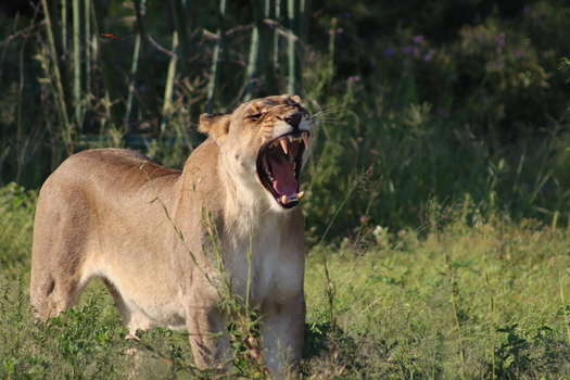 View of a lioness yawning in the tall grass at Tumbeta Private Game Reserve in Thabazimbi Limpopo South Africa.