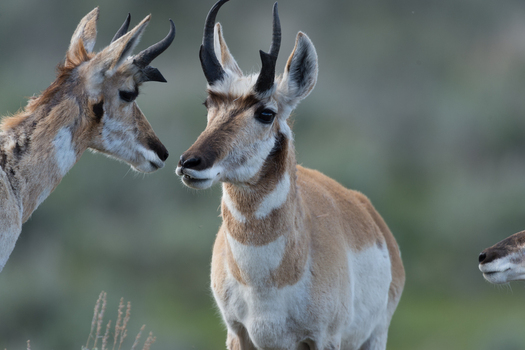 View of pronghorn antelopes in Yellowstone National Park with natural habitat and soft lighting in United States. View of pronghorn antelopes in Yellowstone National Park with natural habitat and soft lighting in United States.