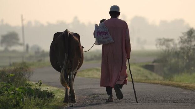 View of a man walking with a cow on a misty rural road Bangladesh.