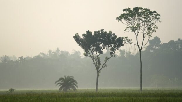 View of trees in a misty field in Bangladesh. View of trees in a misty field in Bangladesh.