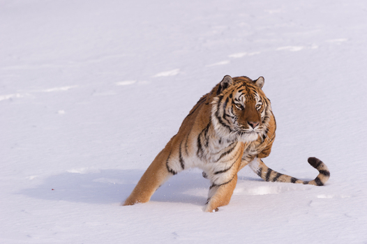 View of a Siberian tiger walking through deep white snow in a captive environment in the USA.