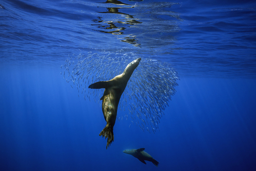 View of a sea lion hunting a large bait ball of sardines in the deep blue waters of Magdalena Bay Mexico.