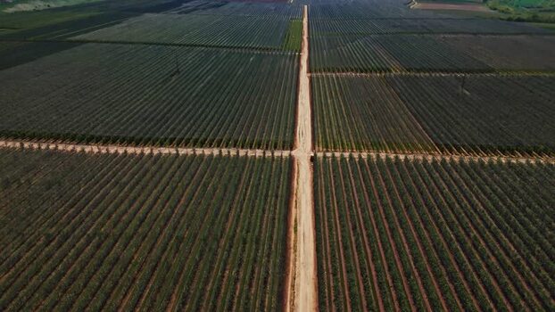 Aerial view of a vast vineyard in Mala Remeta Serbia.