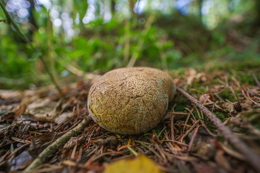 View of a textured mushroom growing on the forest floor amidst pine needles and fallen leaves in Deer Park Looe Cornwall United Kingdom. View of a textured mushroom growing on the forest floor amidst pine needles and fallen leaves in Deer Park Looe Cornwall United Kingdom.