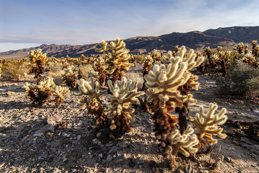 View of the Cholla Cactus Garden with numerous spiny cholla cacti under a clear blue sky in the desert landscape of Joshua Tree California United States.