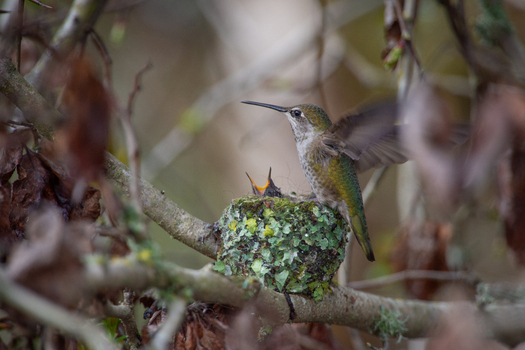 View of a female hummingbird perched on the edge of a small moss covered nest containing hungry chicks nestled among tree branches in Canada. View of a female hummingbird perched on the edge of a small moss covered nest containing hungry chicks nestled among tree branches in Canada.