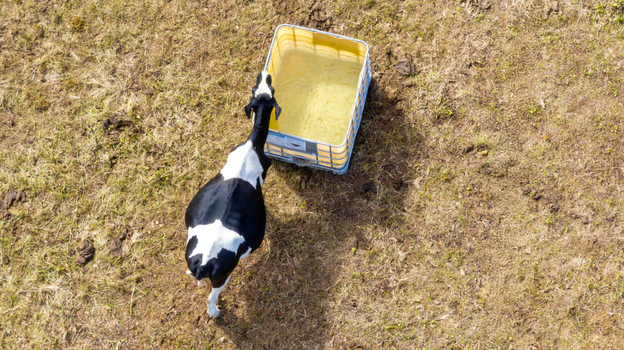 Aerial view of a black and white cow drinking from a water tank in a dry pasture in Sete Cidades Azores Portugal. Aerial view of a black and white cow drinking from a water tank in a dry pasture in Sete Cidades Azores Portugal.