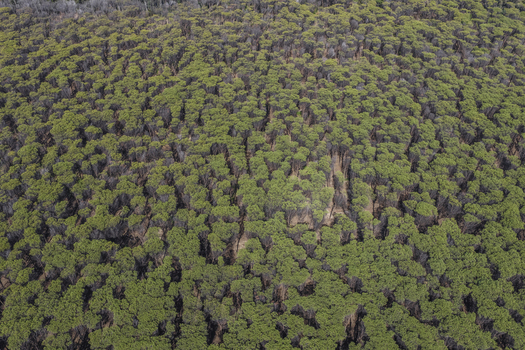 Aerial view of a dense pine forest with lush green canopies and vertical tree trunks in Paestum Campania Italy.