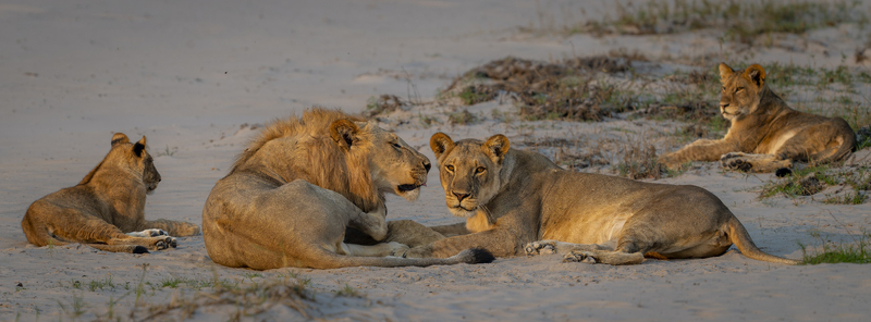 View of a pride of lions resting on sandy ground at dusk in Chobe Simwanza Chobe District Botswana.