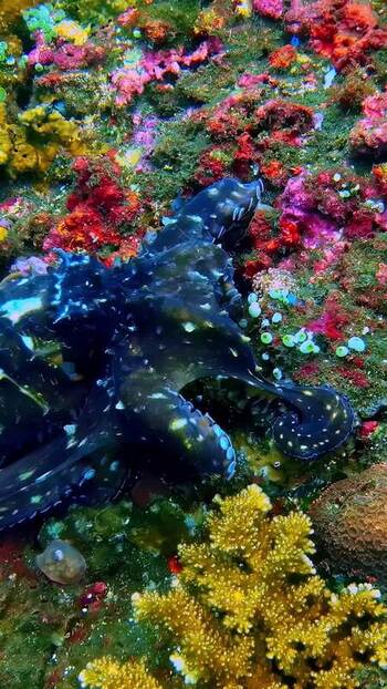 View of an octopus on a vibrant coral reef in Bali Indonesia. View of an octopus on a vibrant coral reef in Bali Indonesia.