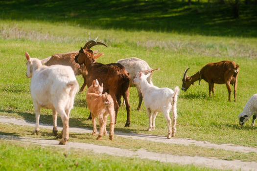 View of a herd of goats and sheep grazing in a lush green pasture next to a dirt path under bright sunlight in Futog Vojvodina Serbia. View of a herd of goats and sheep grazing in a lush green pasture next to a dirt path under bright sunlight in Futog Vojvodina Serbia.