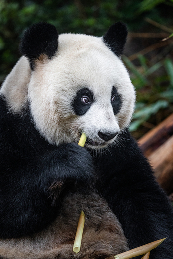 View of a giant panda eating a fresh bamboo shoot in a natural habitat at the Chengdu Research Base of Giant Panda Breeding in Chengdu Sichuan China. View of a giant panda eating a fresh bamboo shoot in a natural habitat at the Chengdu Research Base of Giant Panda Breeding in Chengdu Sichuan China.