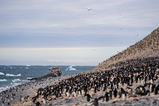 View of a large colony of Adelie penguins on the rocky shores of Paulet Island with scattered icebergs in the sea under a cloudy sky in Antarctica. View of a large colony of Adelie penguins on the rocky shores of Paulet Island with scattered icebergs in the sea under a cloudy sky in Antarctica.