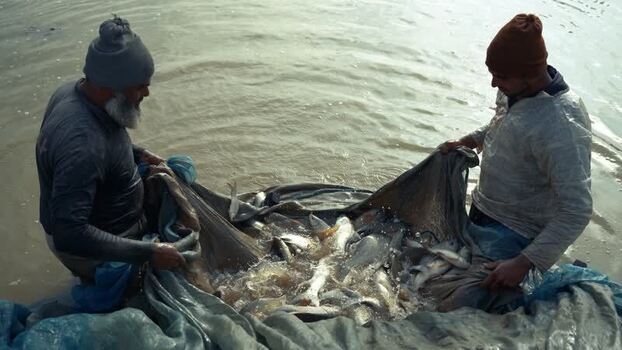 View of fishermen pulling a net full of fish in Karnal India. View of fishermen pulling a net full of fish in Karnal India.
