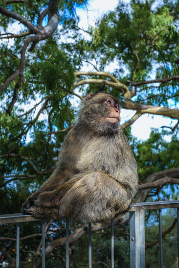 View of a Barbary macaque perched serenely on a metal railing framed by the lush green canopy of trees against a backdrop of azure sky Gibraltar Gibraltar. View of a Barbary macaque perched serenely on a metal railing framed by the lush green canopy of trees against a backdrop of azure sky Gibraltar Gibraltar.